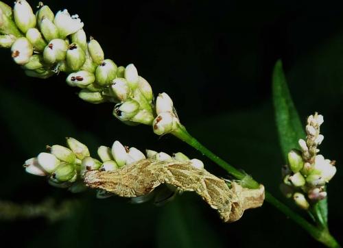 Réf. 292 869 : Timandra comae